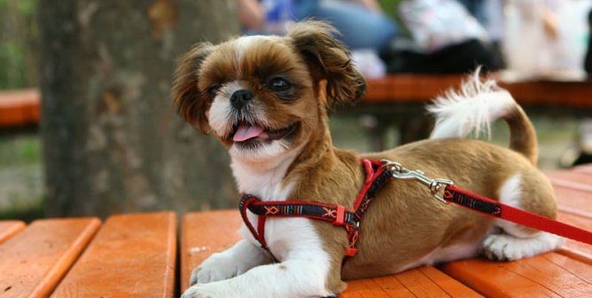 Keep Your Dog Safe in Hot Weather