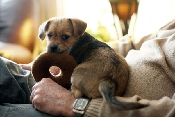 doggy-with-donut-toy-take-your-dog-to-restaurant