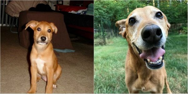 kashmir as a puppy and as a senior dog