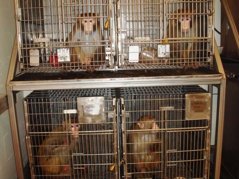 gang of four cages ONPRC Emory and OHSU Labs Must Stop Acquiring Primates