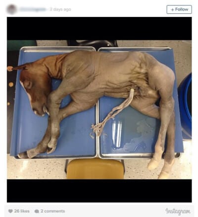 Dissection Photos That Students Posted on Instagram