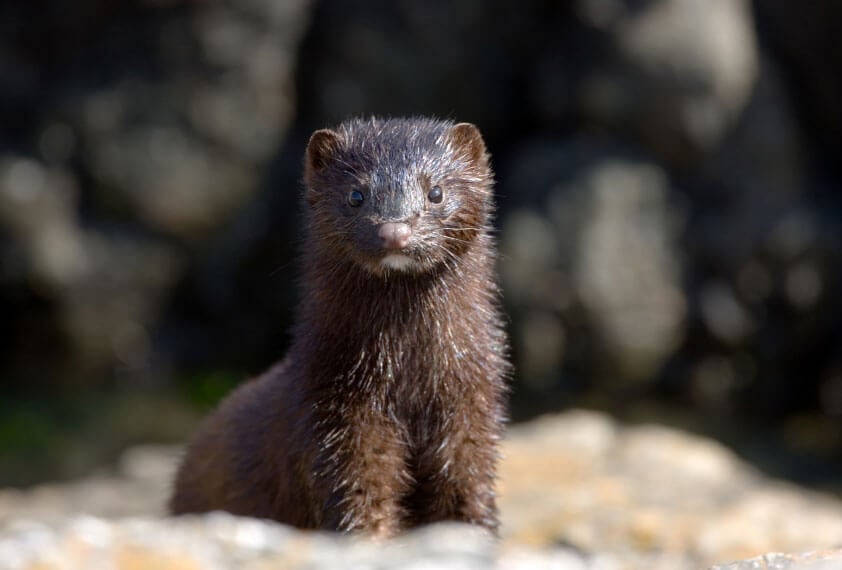 Germany Leaders Vote to End Fur Farming | PETA