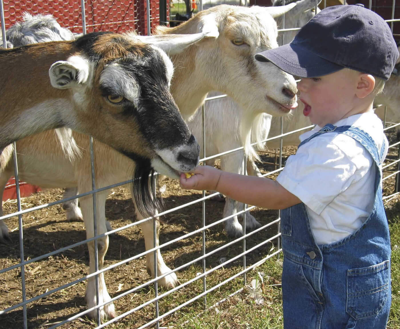 petting zoo deadly incidents