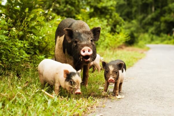 cute pig with piglets on countryside road