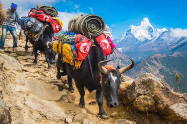 Sherpa and overloaded yaks