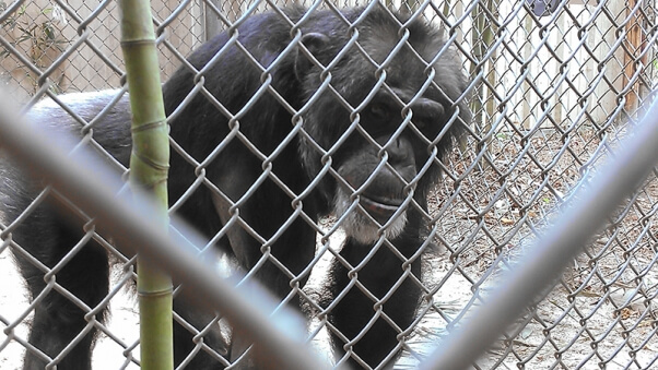 Joe the chimpanzee at Mobile Zoo