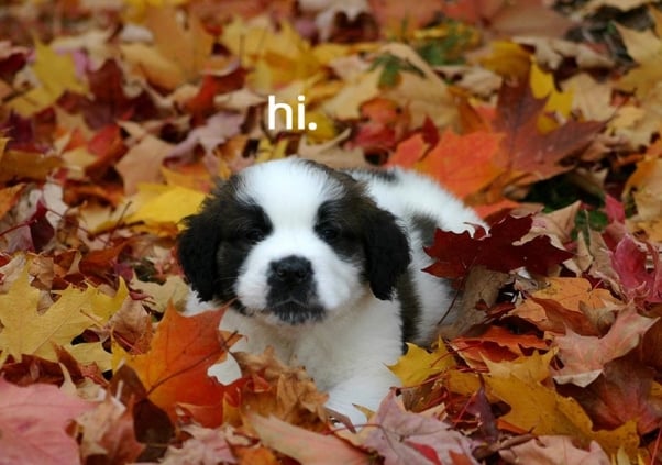 puppy in leaves