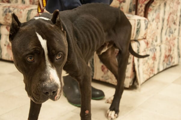 Abused dog rescue store stories