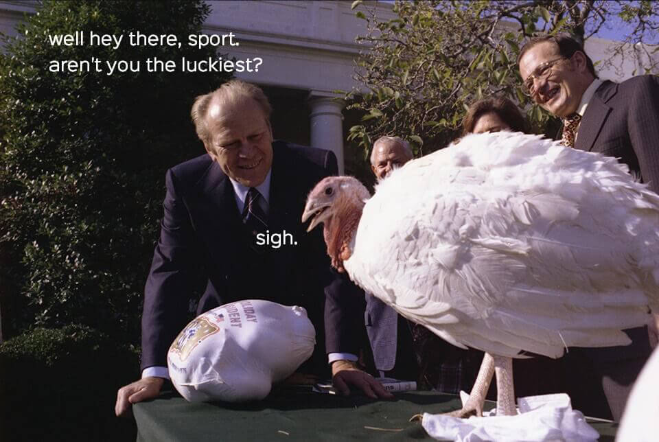 what happens to the pardoned turkeys from the white house?