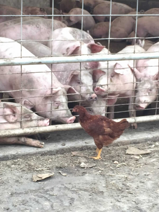 Pigs at Sweet Stem Farm