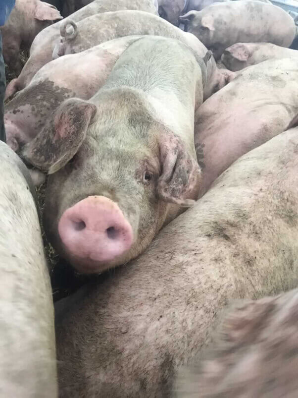 Pigs at Sweet Stem Farm