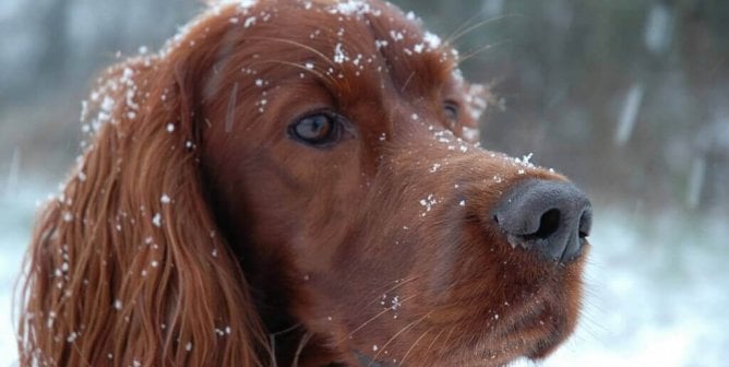 Is Your Pup Chilly? Keep Your Dog Warm With These Tips