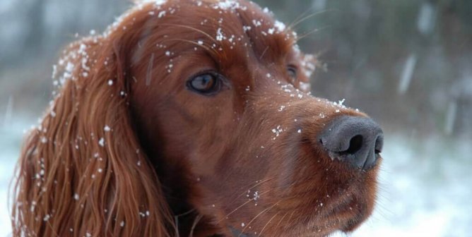 Is Your Pup Chilly? Keep Your Dog Warm With These Tips