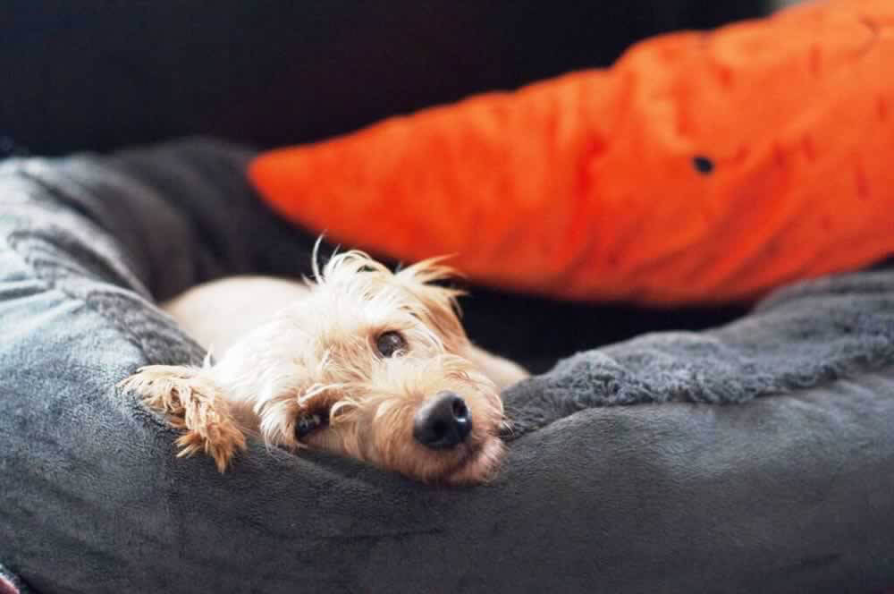 Now We Know Why This Dog Wasn't Wagging Her Tail PETA