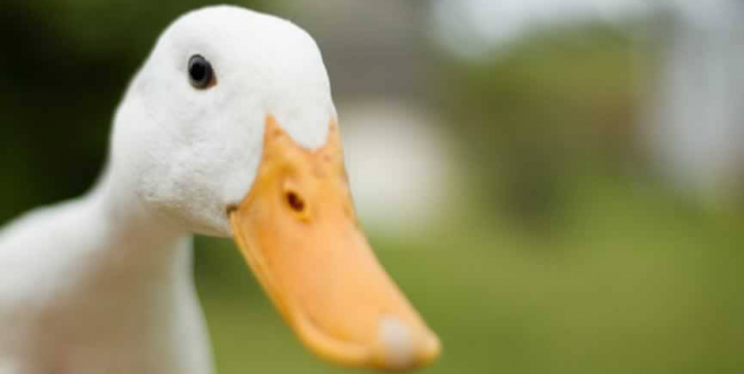 Victory! New York City Bans Barbaric Foie Gras
