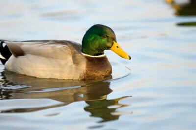 Mallard duck