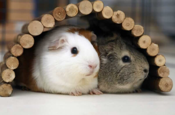 guinea pigs