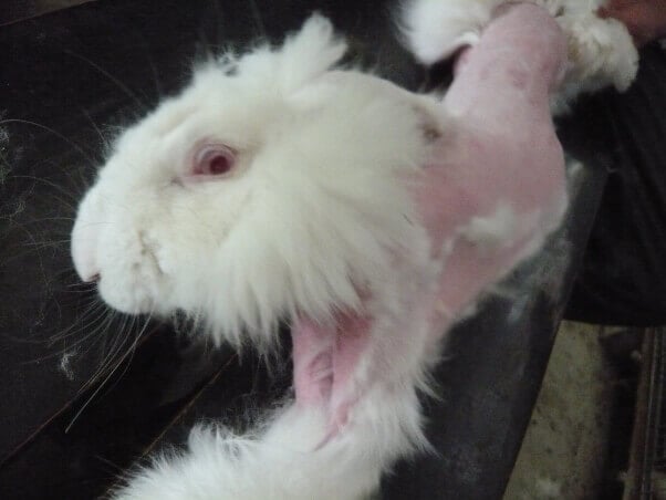 An angora rabbit being plucked for his or her fur.