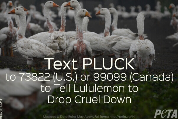 pluck-lululemon-ia