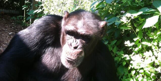 Tootie the Chimpanzee