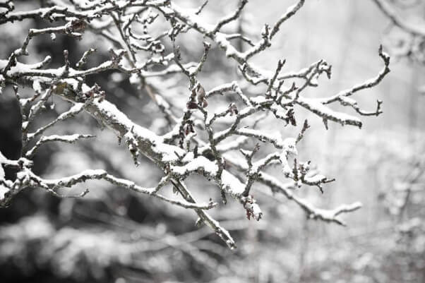 winter-holidays-snow-wilderness