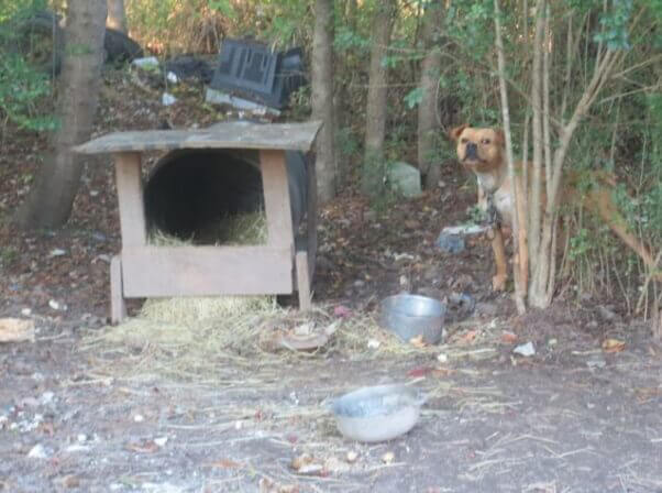 overturned barrel as doghouse