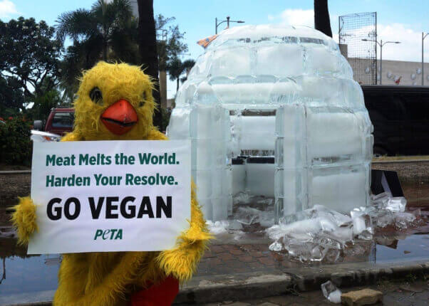 PETA Asia Pacific igloo demo