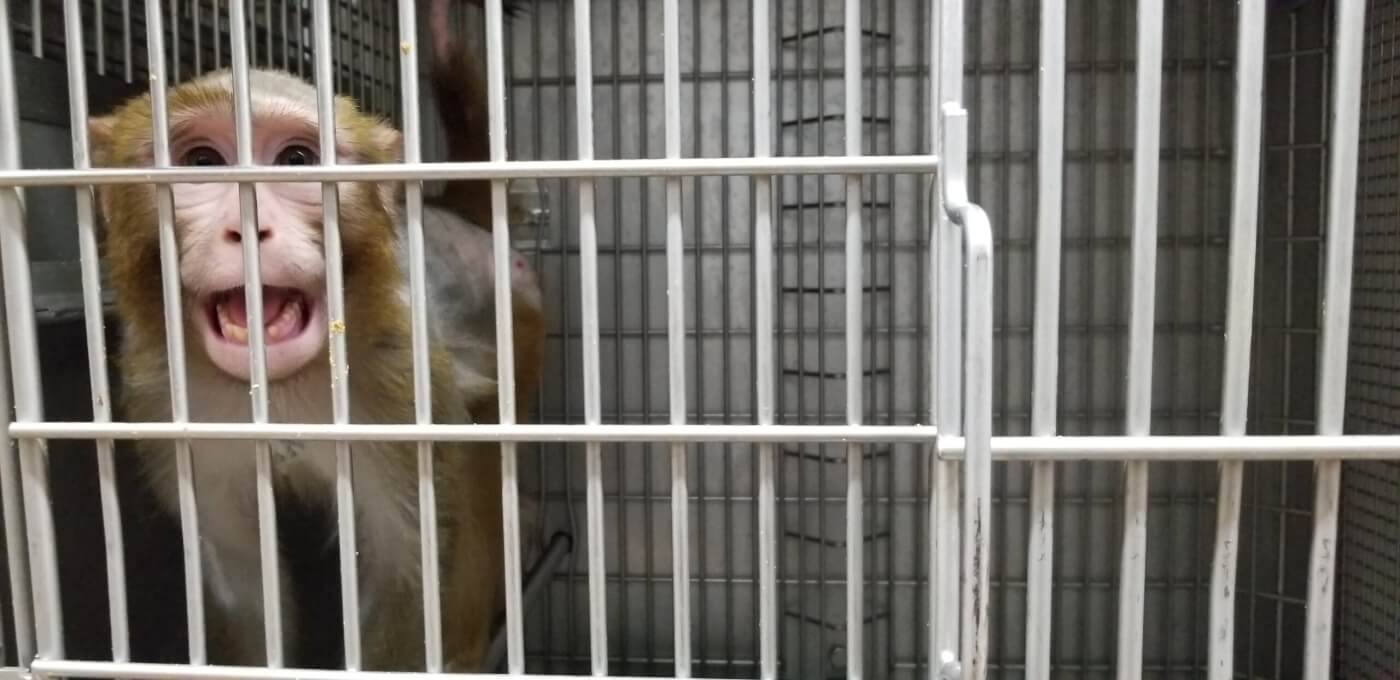 10 worst things happening to animals - experiments on primates