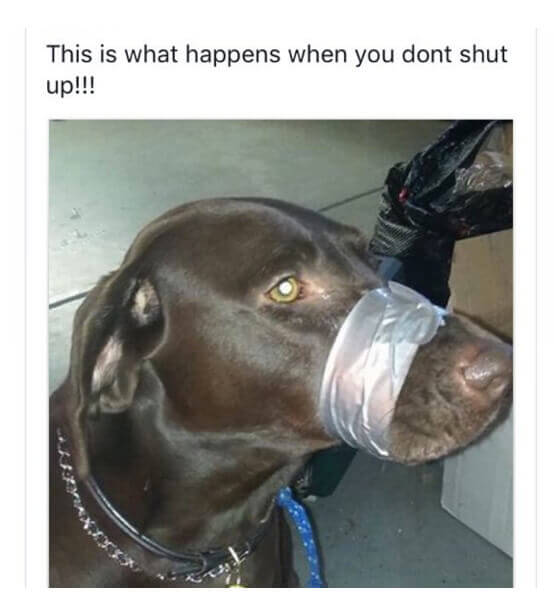 Mouth Taped Shut Prompts PETA Action 