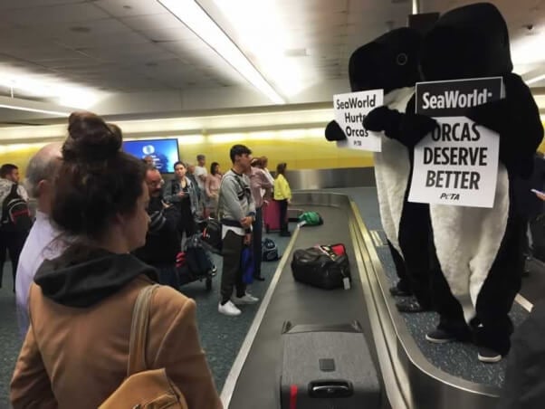 'Orcas' protest at Orlando airport