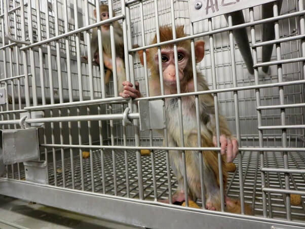 Young-Monkeys-in-a-Barren-Cage-primate-products