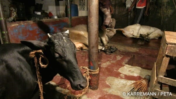 Cows and goats are fully conscious when their throats are cut on the streets of Dhaka. This cow had to watch another cow writhe in pain and bleed to death before meeting the same fate.