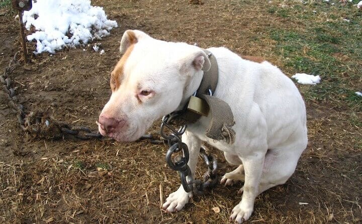 10 worst things still happening to animals - dog at end of heavy chain