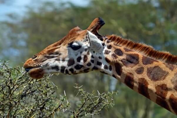 Giraffe