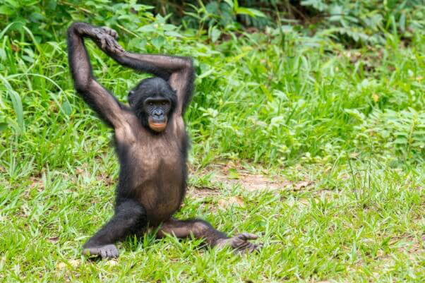 Bonobo in the wild