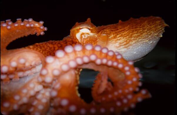 octopuses