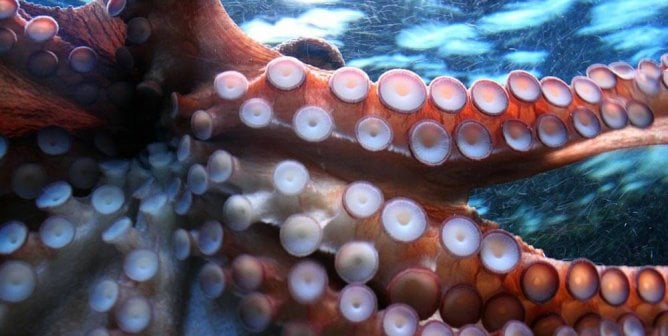 Some Restaurants Are Serving Octopuses and Other Animals ALIVE