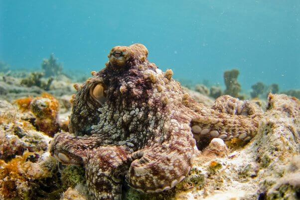 octopuses and camouflage