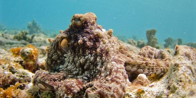 octopuses and camouflage