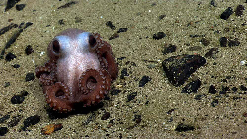 Octopuses Are Ingenious Animals That Should Never Be Eaten PETA