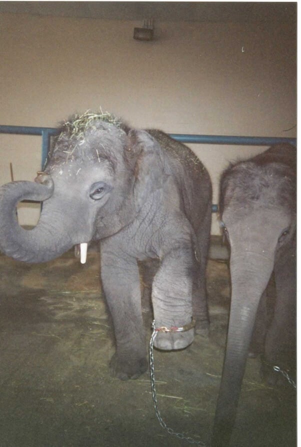 Chained baby elephant at the Center for Elephant Conservation.