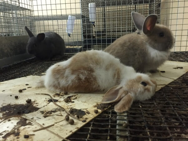 Pet trade investigation rabbit bunny