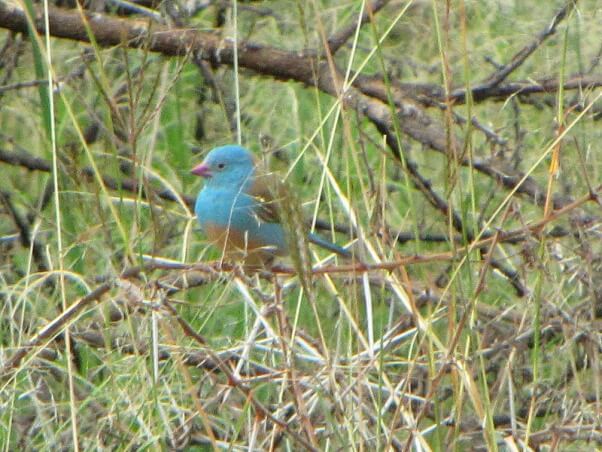 Blue-capped_Cordon-bleu,_Ngorongoro