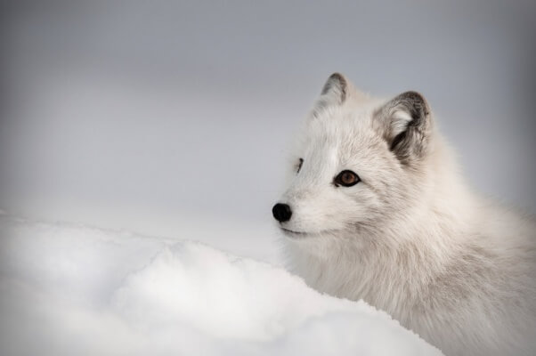 Arctic-Fox--Andy_Astbury