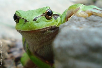 Cute-Frog