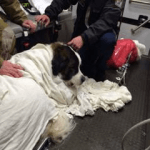Fairfax County Dog Rescue