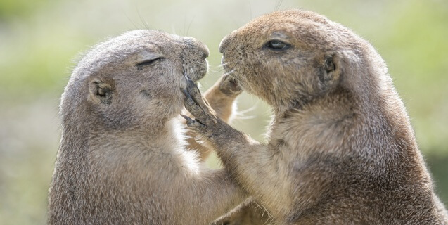 Groundhog 4FR