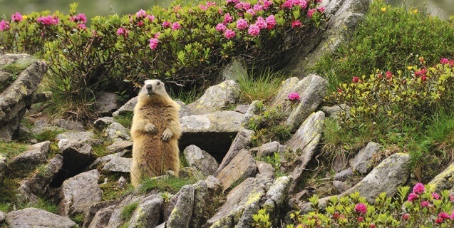 Marmot between flowers