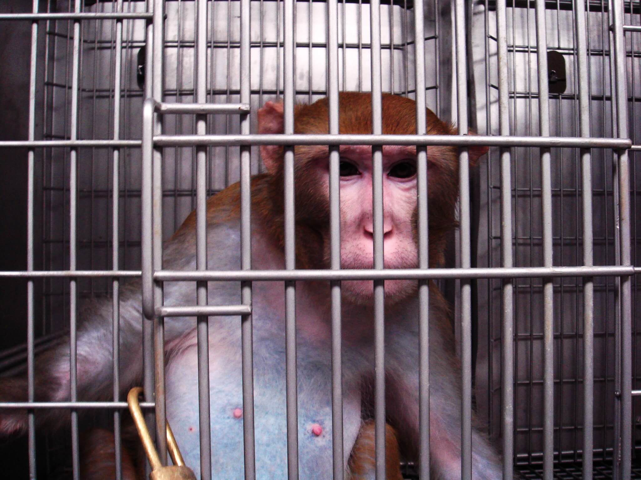 OHSU experiments on monkeys exposed by PETA