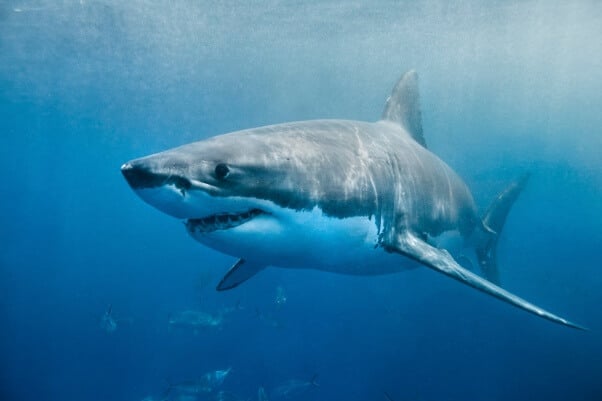 Shark-Thurston-Photo